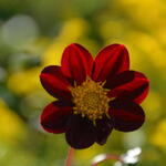 Cosmos x Dahlia 'Mexican Star' - Cosmosdahlia