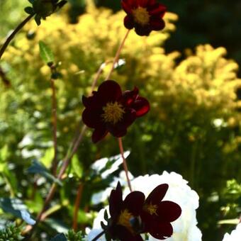 Cosmos x Dahlia 'Mexican Star'