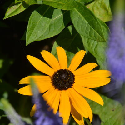 Zonnehoed - Rudbeckia fulgida var. sullivantii 'Goldsturm'