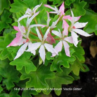 Pelargonium x hortorum 'Vectis Glitter' (stellartype)