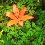 Lilium bulbiferum subsp. croceum - Roggelelie, oranjelelie