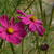 Cosmos bipinnatus