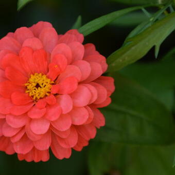 Zinnia