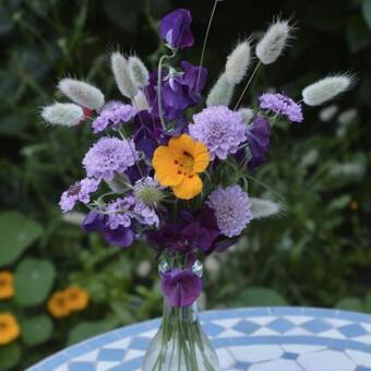 Lathyrus latifolius