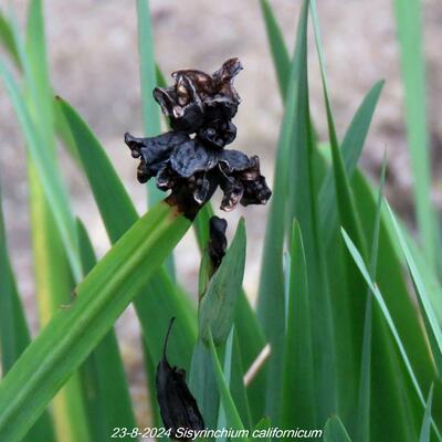 Bieslelie - Sisyrinchium californicum