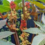 Ricinus communis 'New Zealand Purple' - Wonderboom