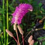 Sanguisorba hakusanensis 'Lilac Squirrel' - Pimpernel - Sanguisorba hakusanensis 'Lilac Squirrel'