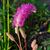 Sanguisorba hakusanensis 'Lilac Squirrel'