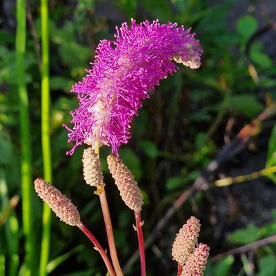 Pimpernel - Sanguisorba hakusanensis 'Lilac Squirrel'