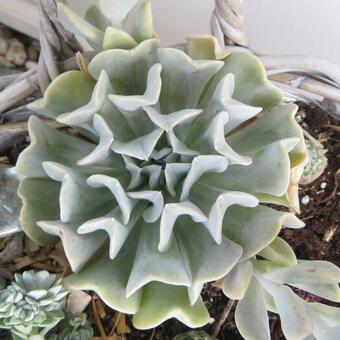 Echeveria runyonii 'Topsy Turvy'