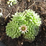 Sempervivum grandiflorum - Huislook, Donderblad