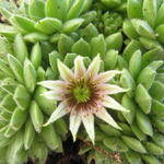 Sempervivum grandiflorum - Huislook, Donderblad