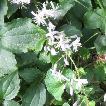 Clematis x  Jouiniana 'Praecox'