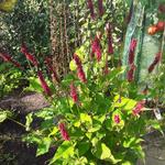 Persicaria amplexicaulis 'Black Adder' - Duizendknoop