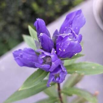 Gentiana triflora 'Royal Blue'