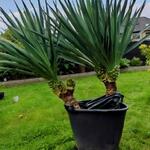 Yucca gloriosa - Palmlelie