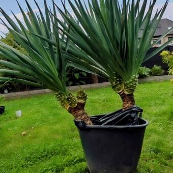 Yucca gloriosa