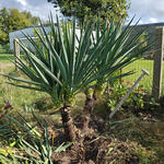 Yucca gloriosa - Palmlelie