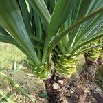 Yucca gloriosa - Palmlelie