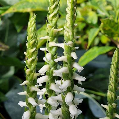 Herfstschroeforchidee - Spiranthes cernua 'Chadd's Ford'