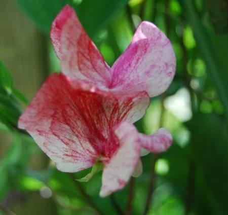 Bloemen & Planten