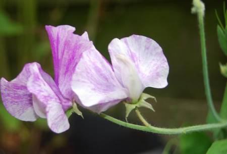 Bloemen & Planten