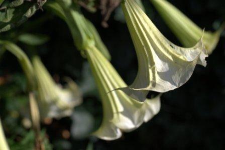 Bloemen & Planten