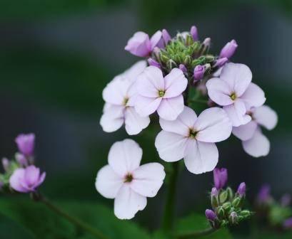 Foto's van uw Tuinplanten