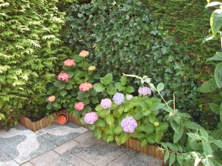 Bloemen & Planten