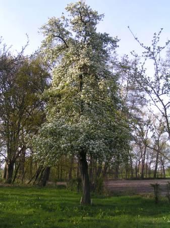 Struiken & Bomen