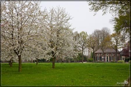 Struiken & Bomen