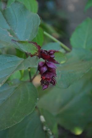 Bloemen & Planten