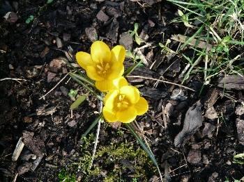 Foto's van uw Tuin