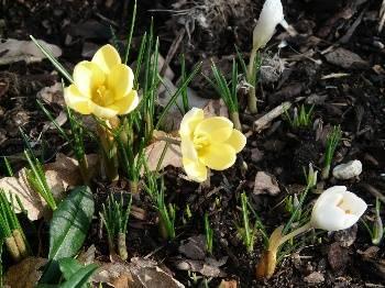 Foto's van uw Tuin