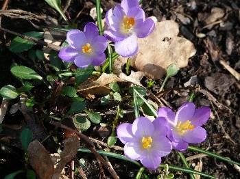 Foto's van uw Tuin