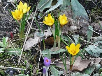 Foto's van uw Tuin