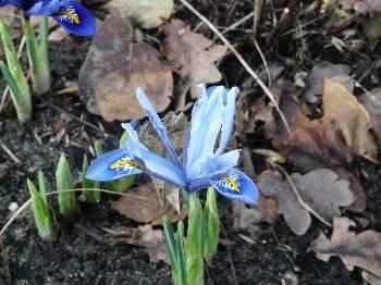 Foto's van uw Tuin