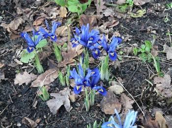 Foto's van uw Tuin