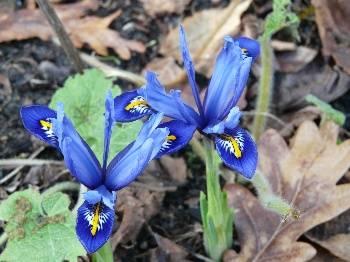 Foto's van uw Tuin