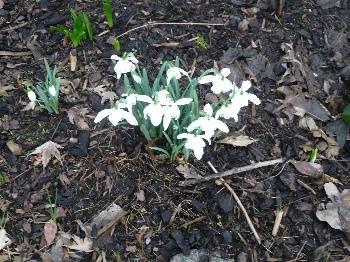 Foto's van uw Tuin