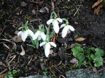 Foto's van uw Tuin