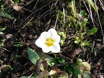 Foto's van uw Tuin