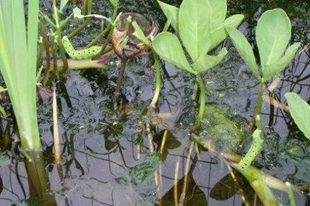 Bloemen & Planten