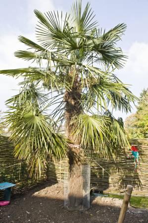 Struiken & Bomen