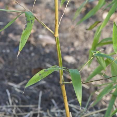 Tropische Planten & Kamerplanten