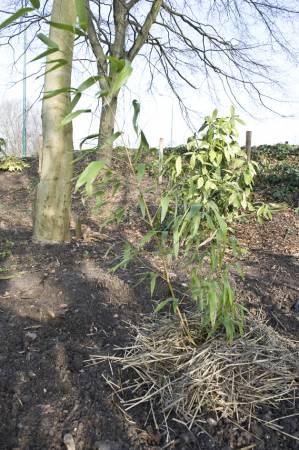 Tropische Planten & Kamerplanten