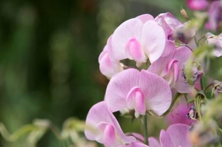 Bloemen & Planten