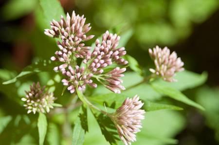 Allerlei Vragen ivm de Tuin