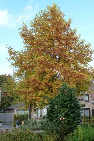 Struiken & Bomen