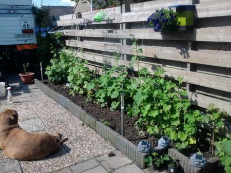 Foto's van uw Tuinplanten